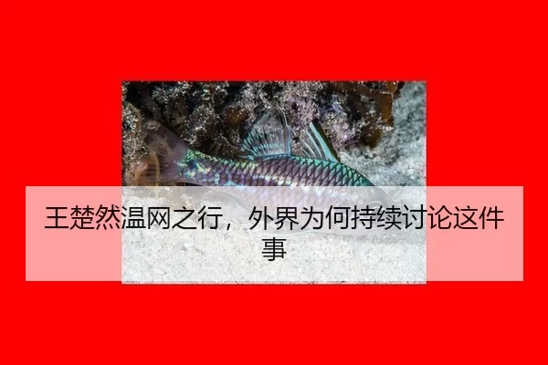 王楚然温网之行，外界为何持续讨论这件事